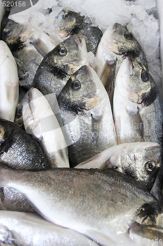 Image of Fresh fish on ice