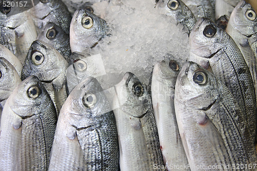 Image of Fresh fish on ice