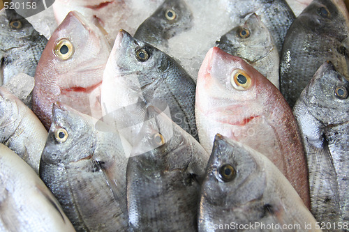 Image of Fresh fish on ice