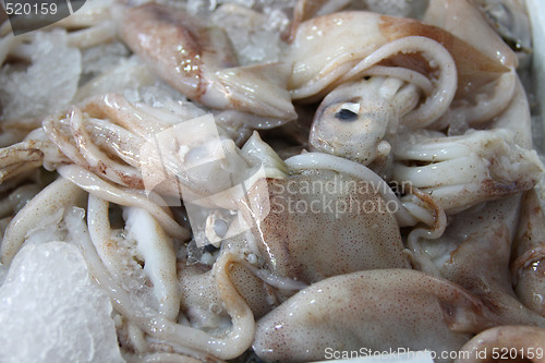 Image of Fresh octopus on ice