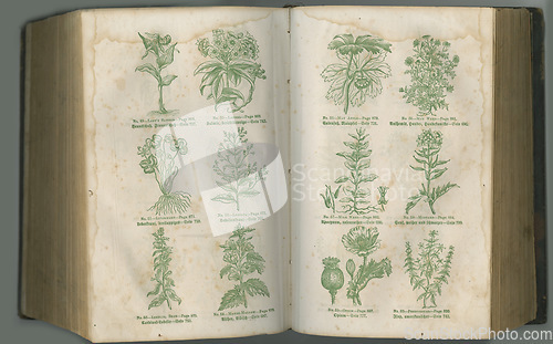 Image of Botanical textbook. An aged biology book with its pages on display.