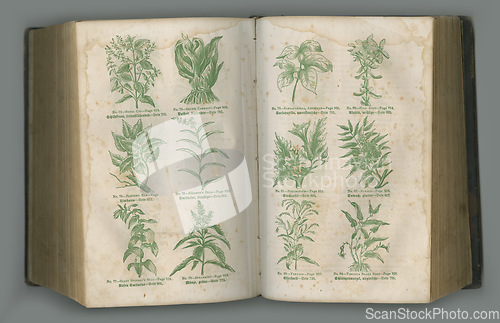 Image of Aged botanical journal. An aged biology book with its pages on display.