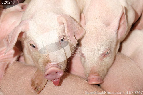 Image of funny pigs 