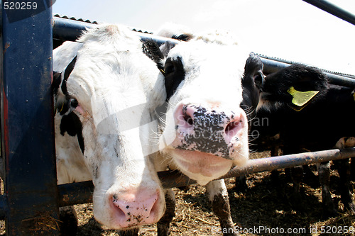 Image of two cows
