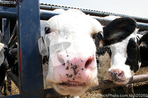 Image of two cows