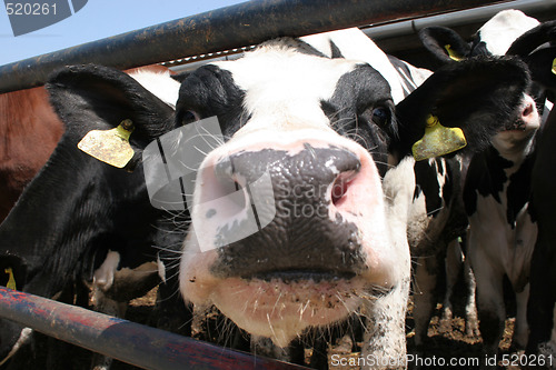 Image of cow 