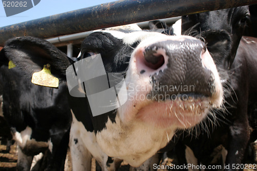 Image of cow 