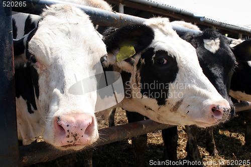 Image of two cows