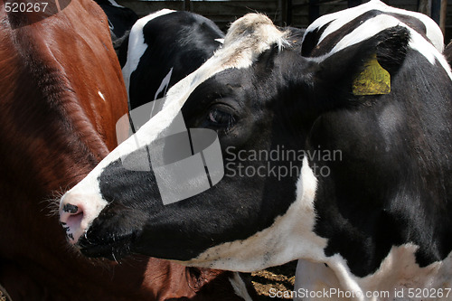 Image of cow