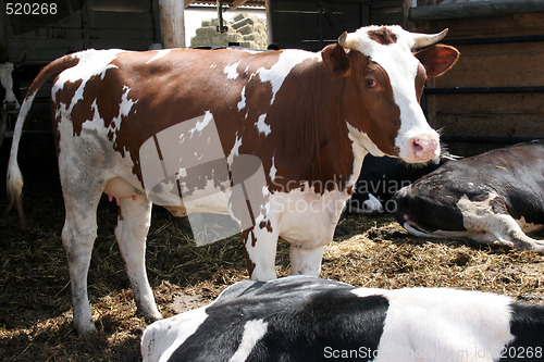 Image of cow