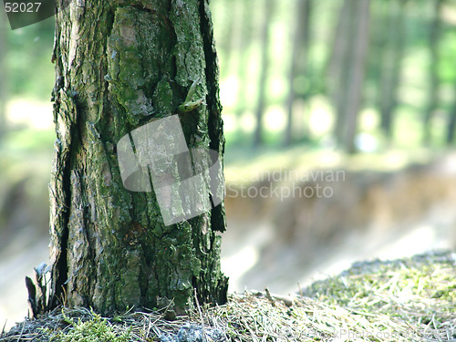 Image of lonely tree