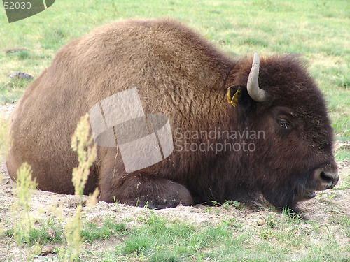 Image of bison