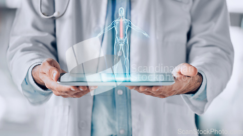 Image of Closeup, tablet and doctor with hologram, human body and healthcare with science, analysis and research. Holographic person, medical professional or surgeon with biotechnology, anatomy and innovation
