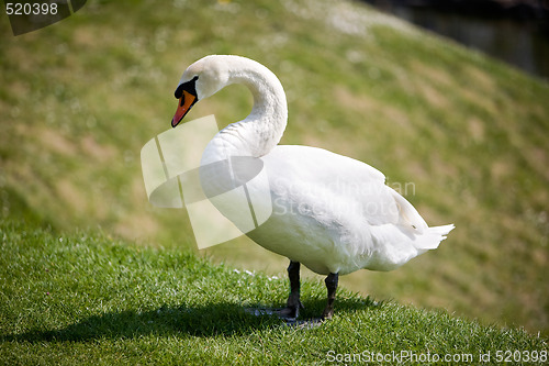 Image of Swan Detail