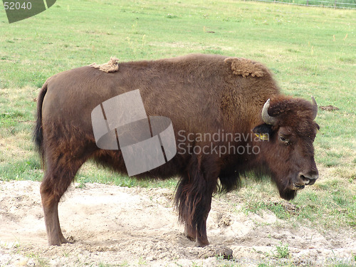 Image of bison