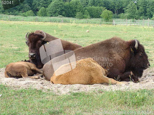 Image of bisons