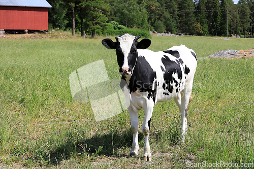Image of Young Beautiful Holstein-Friesian Cow in the Summer