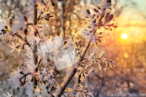 Image of Winter Sunrise With Hoarfrost