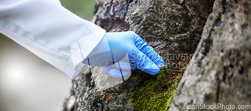 Image of Scientist hand, moss and tree in nature, studying growth in forest for sustainable plant analysis. Ecology, science and research in agriculture, biotechnology and development test with green sample.