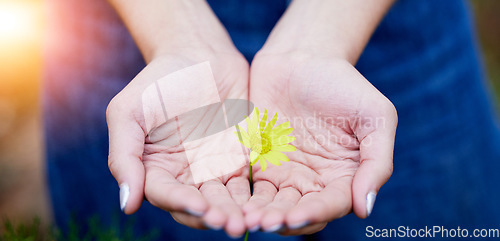 Image of Closeup, hands and woman with a flower, sustainability and eco friendly with hope, give or charity. Zoom, female person or girl with nature, bloom or plant with growth, natural ecology or agriculture