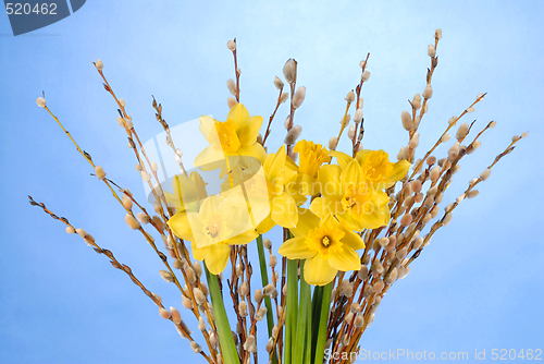 Image of Daffodils on Blue