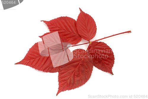 Image of Leaf