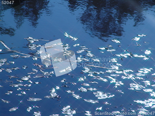 Image of shining leaves on the water