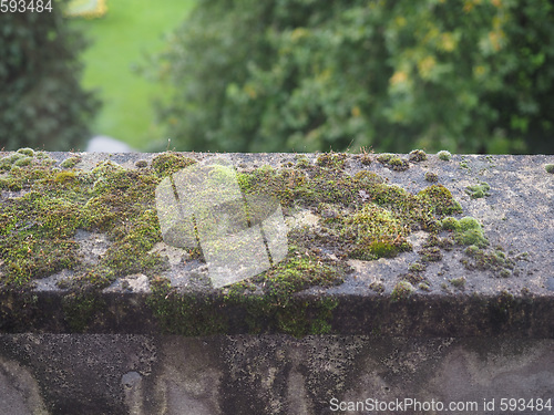 Image of Moss on a concrete wall