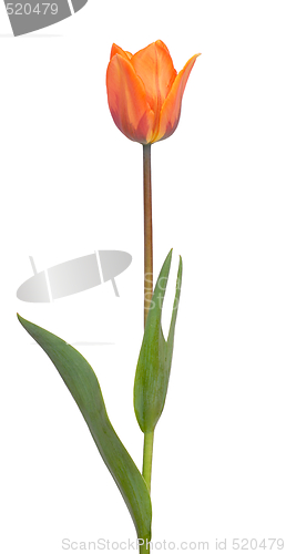 Image of Red Tulip