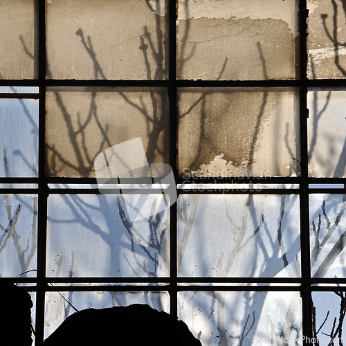 Image of broken factory window and tree branches