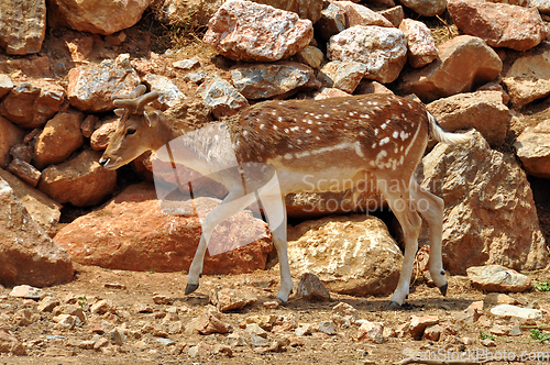 Image of fallow deer