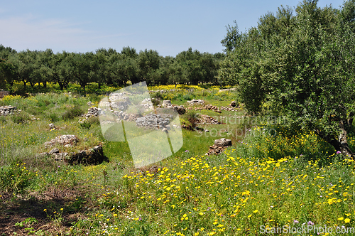 Image of olive trees spring flowers old stone well