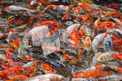 Image of Koi