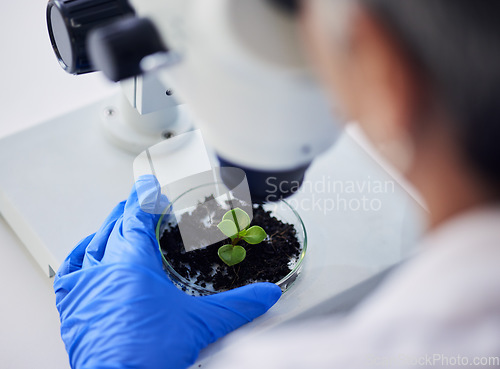 Image of Science, hands and leaves on petri dish of microscope for test, sustainable research or studying growth in laboratory. Closeup, person and scientist with sample plants, lens and ecology investigation