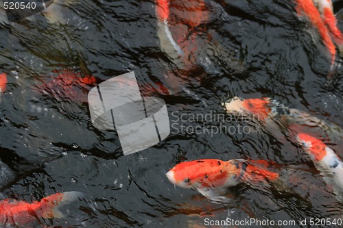 Image of Koi