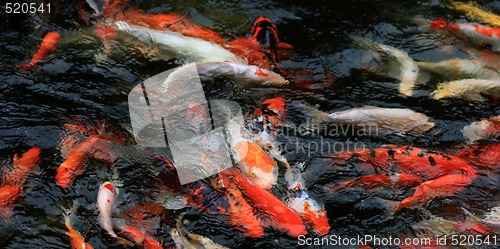 Image of Koi