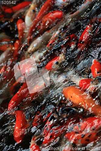 Image of Koi