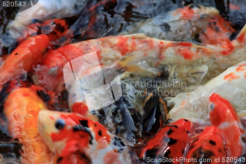 Image of Koi