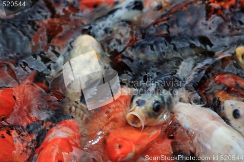 Image of Koi
