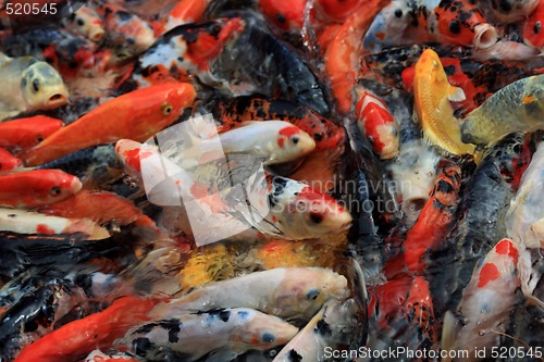 Image of Koi