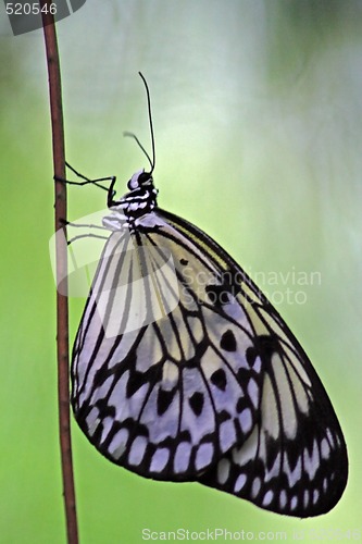 Image of Rice Paper butterfly (Idea leuconoe)