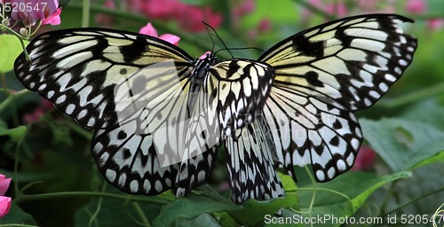 Image of Rice Paper butterfly (Idea leuconoe)