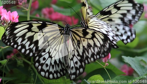 Image of Rice Paper butterfly (Idea leuconoe)