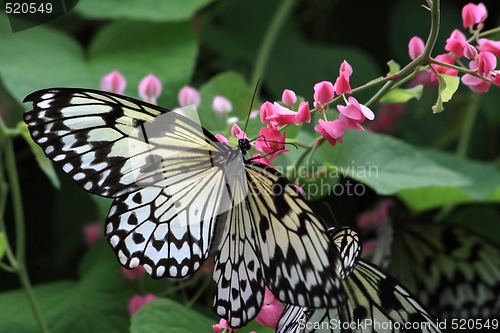 Image of Rice Paper butterfly (Idea leuconoe)