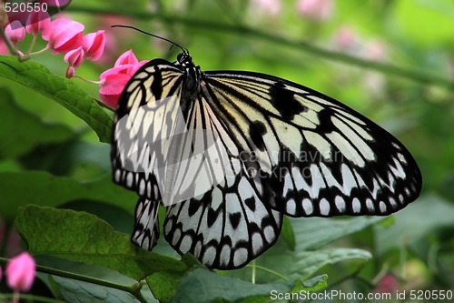 Image of Rice Paper butterfly (Idea leuconoe)