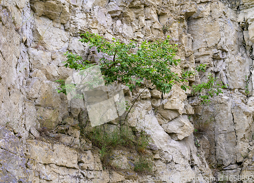 Image of bush at a rock face