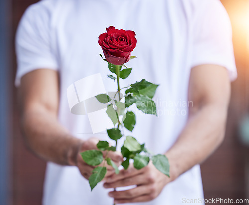 Image of Love, gift and hands of man with rose for date, romance and hope for valentines day confession. Romantic flower, giving and person holding floral promise, standing outside for proposal or engagement.