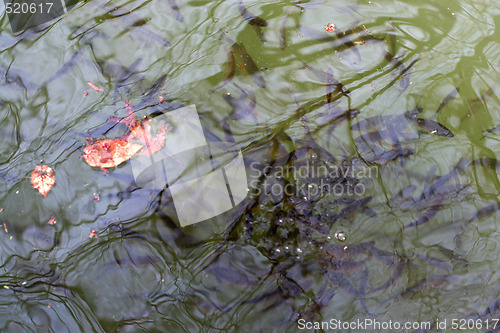 Image of Tons of Fish