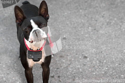 Image of Curious Boston Terrier