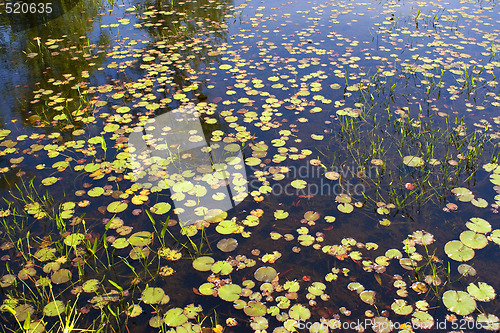 Image of Lily Pads